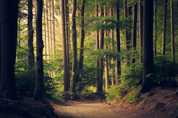Forêt verdoyante symbolisant la préservation de l'environnement